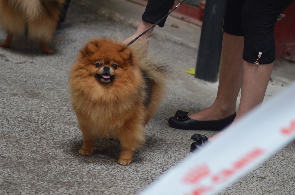 Just-a-majestic-countess des Pocketpoms