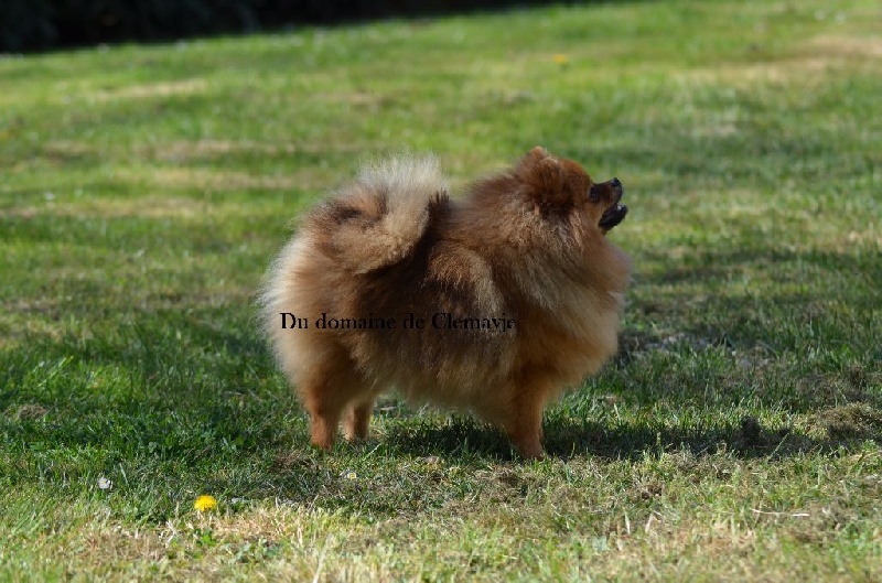 Just-a-majestic-countess des Pocketpoms