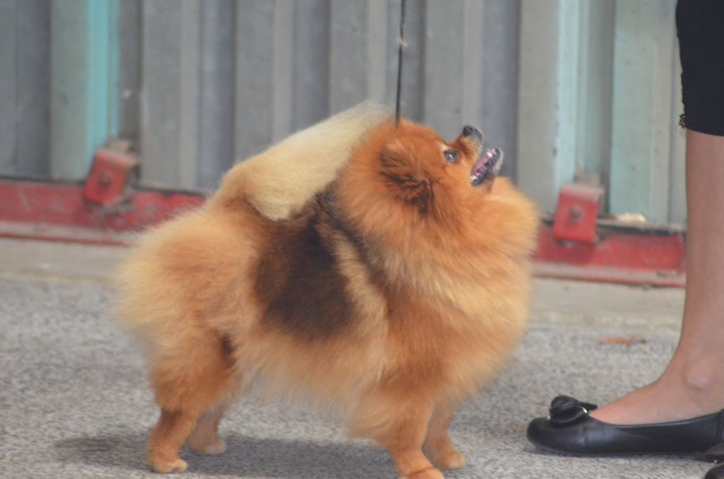 Just-a-majestic-countess des Pocketpoms