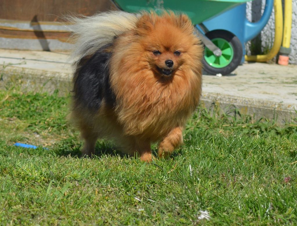 Nanouchka Du Domaine De Clemayje